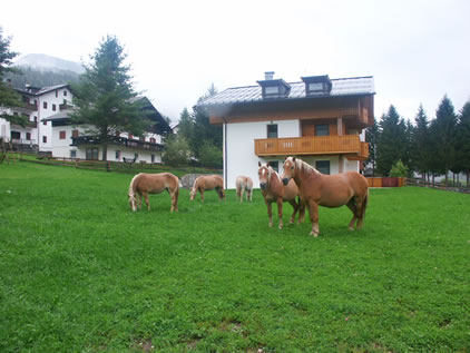 Appartamenti Sappada In Affitto Appartamenti Sappada In Affitto